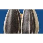 David Original Sunflower Jumbo - 16oz: Gluten-Free - Image 2