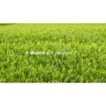 Senbird Tea 3.5oz / 100g Loose Leaf Japanese Green Tea Sencha with Ceremonial Matcha Hime – Kyoto, Japan - Image 2