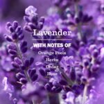 MRS. MEYER'S CLEAN DAY Dryer Sheets, Lavender, 80 ct - Image 3