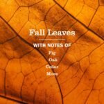 MRS. MEYER'S CLEAN DAY Multi-Surface Cleaner, Fall Leaves, 16 fl oz, 3 Pack - Image 3