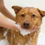 Wahl Odor Control Purifying Formula Eucalyptus Spearmint Fresh Scented Dog Shampoo Concentrate - 24 fl oz - Image 3