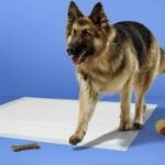 Dog Training Pads - XXL - 40ct - up&up™ - Image 2