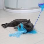 Quirky Kitty Jiggling Jellyfish Wand Cat Toy - Blue - Image 5